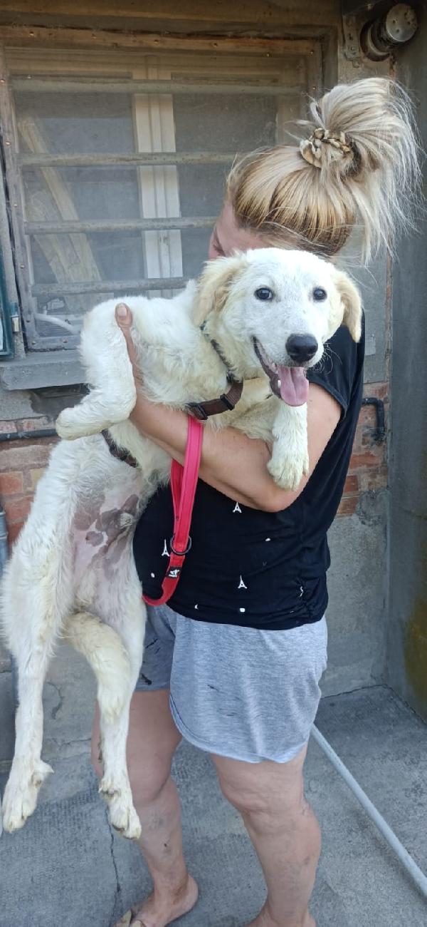 LELLO, SIMIL MAREMMANO TAGLIA RIDOTTA Foto 2